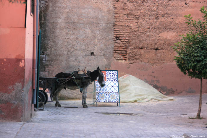 Ezel bij tegelverkoper Marrakech / Marokko 