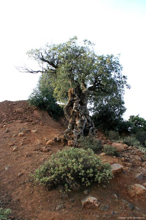 Verweerde boom Touama / Marokko 
