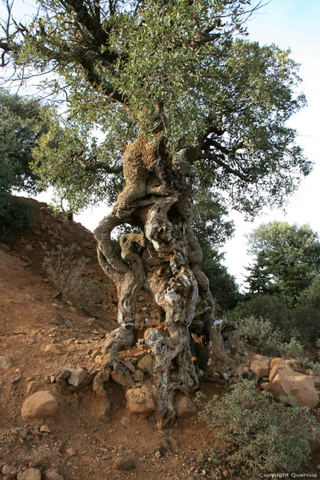 Verweerde boom Touama / Marokko 