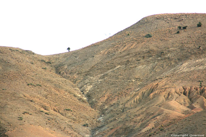 Arbre Solitaire Taddart Izdar / Maroc 