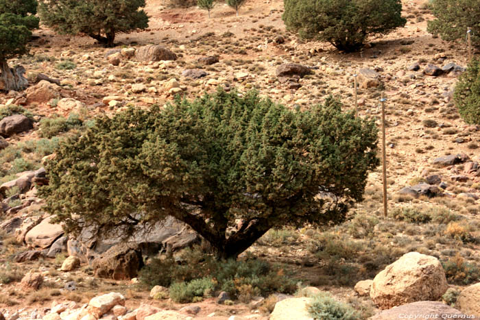 Small tree Tizi 'N Tichka / Morocco 