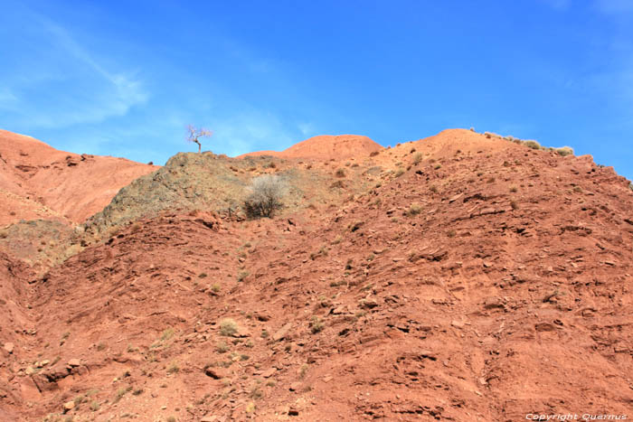 Lonely Tree Telouet in Ouarzazate / Morocco 