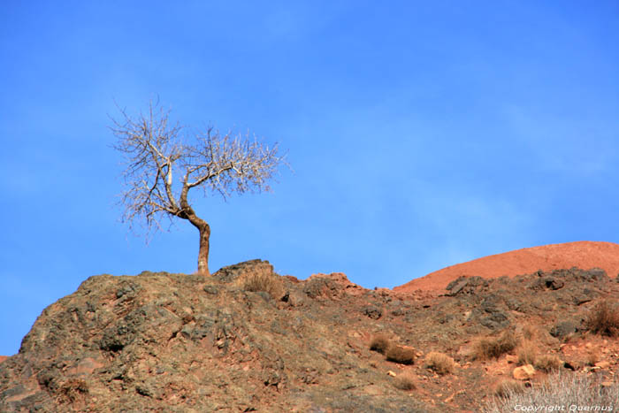 Eenzame boom Telouet / Marokko 