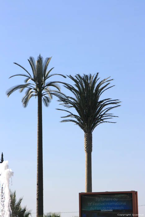 Transmission Tower in form of Palm Tree Marrakech / Morocco 