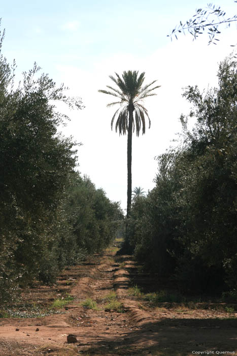 Mnara Tuin Marrakech / Marokko 