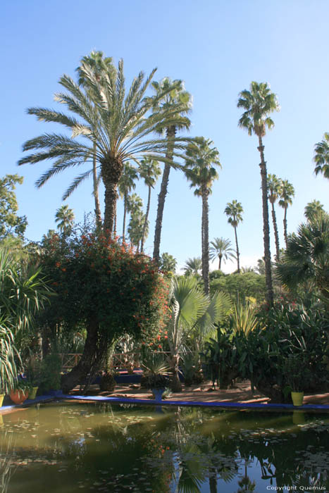 Majorelle Tuin Marrakech / Marokko 