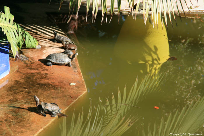 Majorelle Garden Marrakech / Morocco 