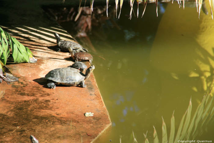 Majorelle Tuin Marrakech / Marokko 