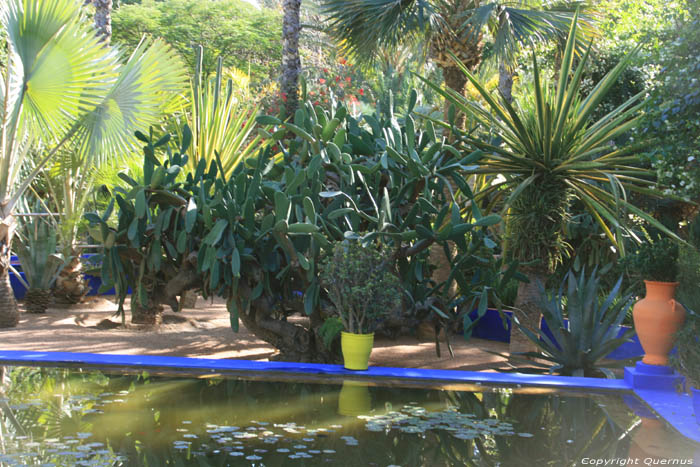 Majorelle Tuin Marrakech / Marokko 