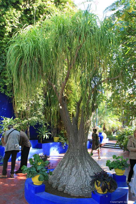 Majorelle Tuin Marrakech / Marokko 