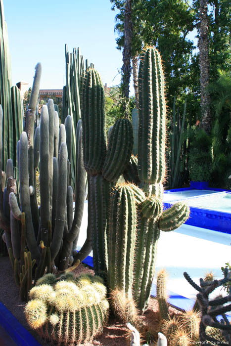 Majorelle Tuin Marrakech / Marokko 