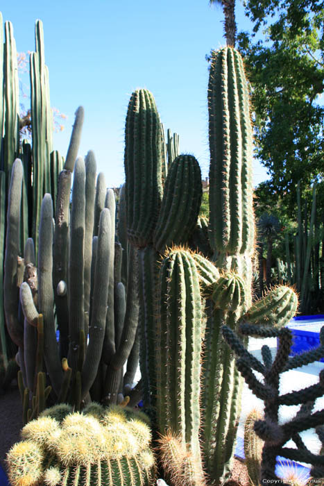 Majorelle Tuin Marrakech / Marokko 