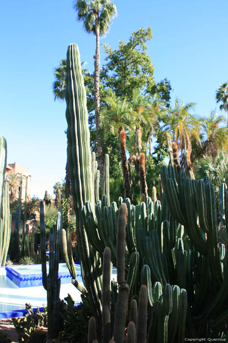Jardin Majorelle Marrakech / Maroc 