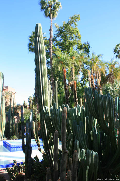 Majorelle Tuin Marrakech / Marokko 