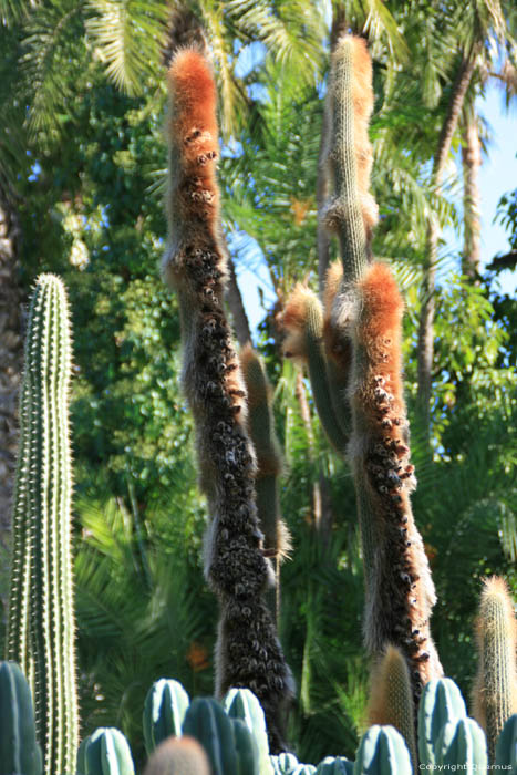 Majorelle Garden Marrakech / Morocco 