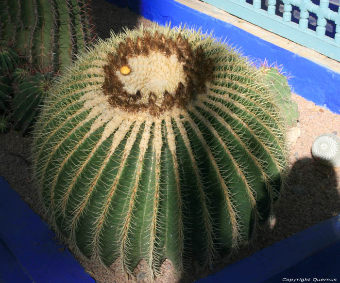 Majorelle Garden Marrakech / Morocco 