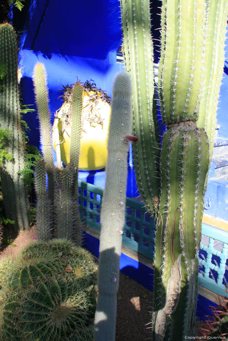 Majorelle Tuin Marrakech / Marokko 