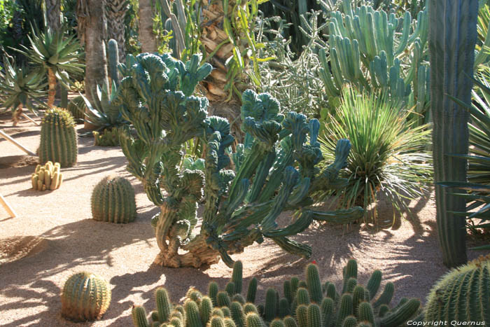 Jardin Majorelle Marrakech / Maroc 