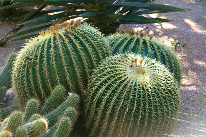 Jardin Majorelle Marrakech / Maroc 