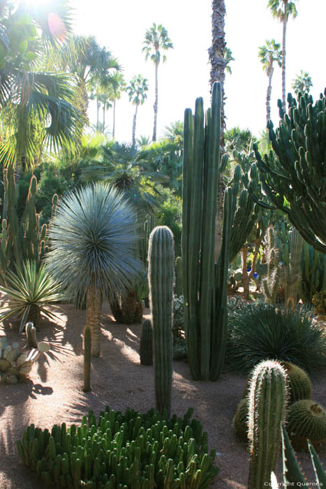 Majorelle Tuin Marrakech / Marokko 