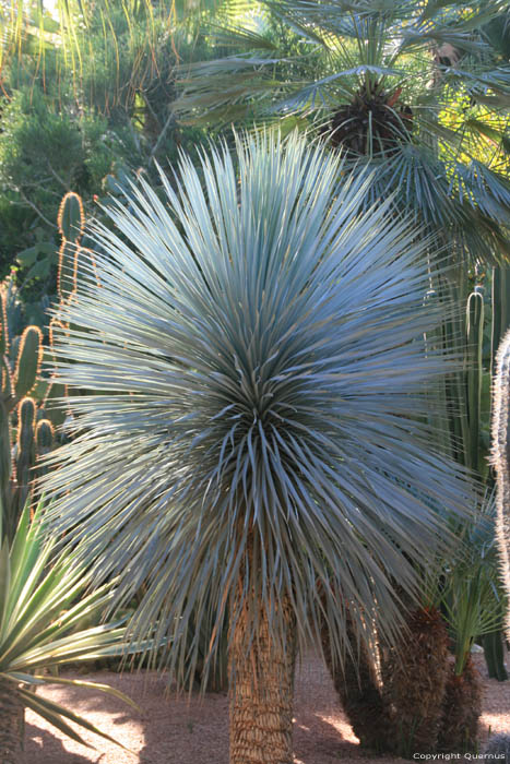 Majorelle Garden Marrakech / Morocco 