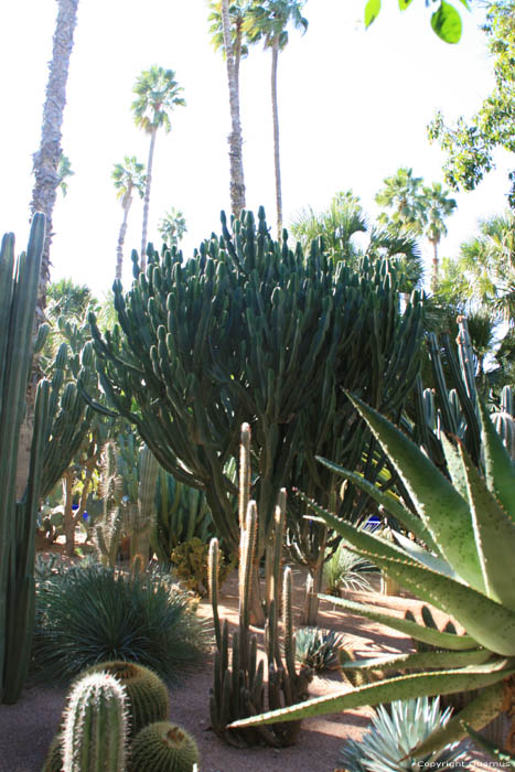 Majorelle Garden Marrakech / Morocco 