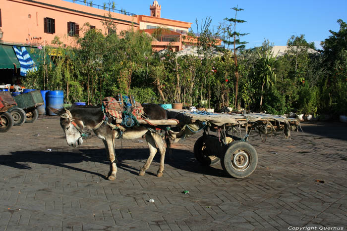 Mule Marrakech / Morocco 