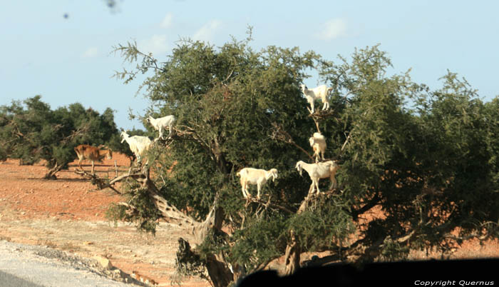 Climbing Goats in Argan trees Tleta El Henchane / Morocco 
