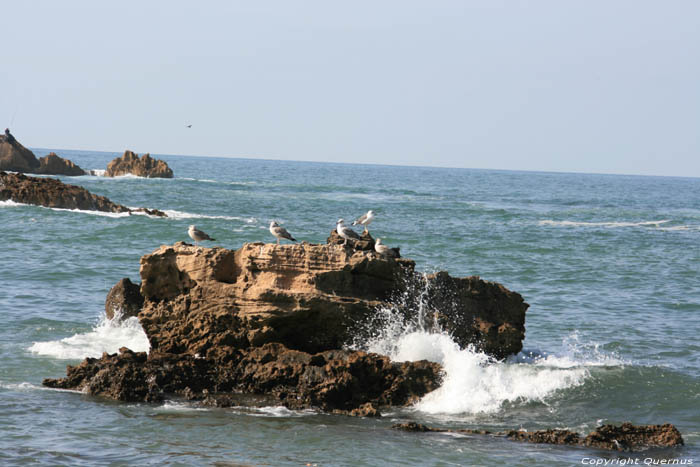 Mouettes Essaouira / Maroc 