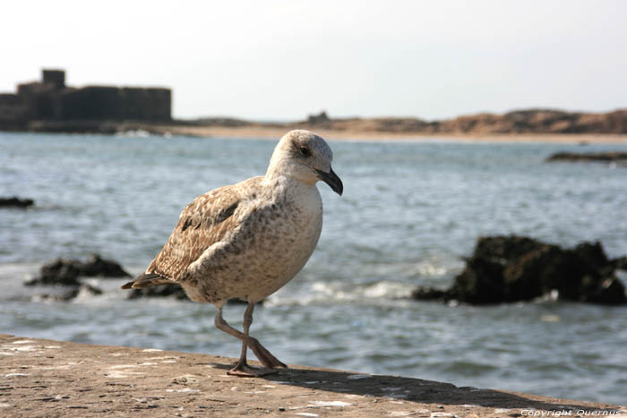 Gulls Essaouira / Morocco 