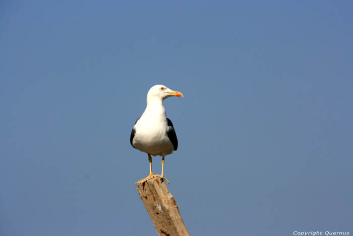 Meeuwen Essaouira / Marokko 