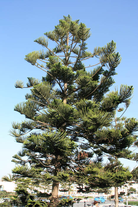 Arbre Essaouira / Maroc 