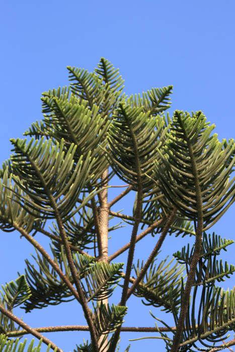 Tree Essaouira / Morocco 