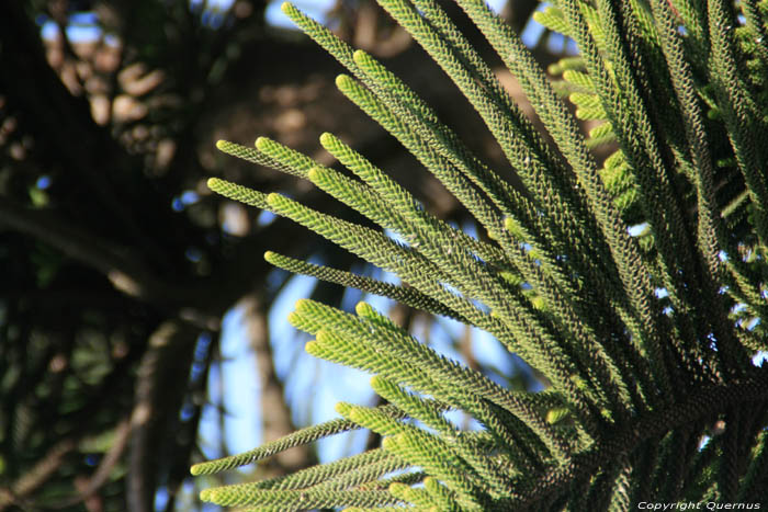 Arbre Essaouira / Maroc 