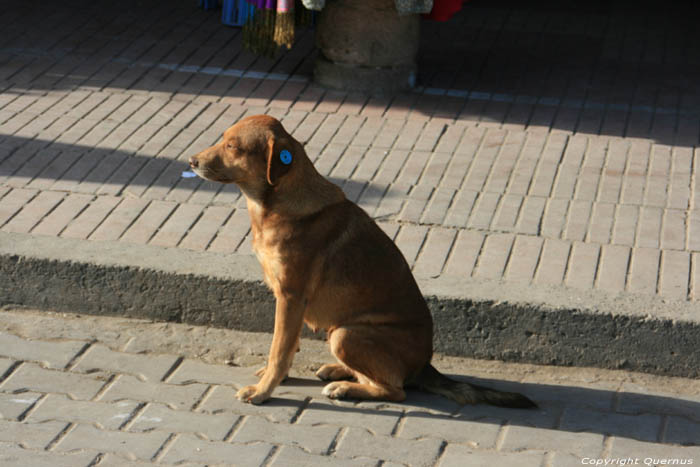 Oorgemerkte hond Essaouira / Marokko 