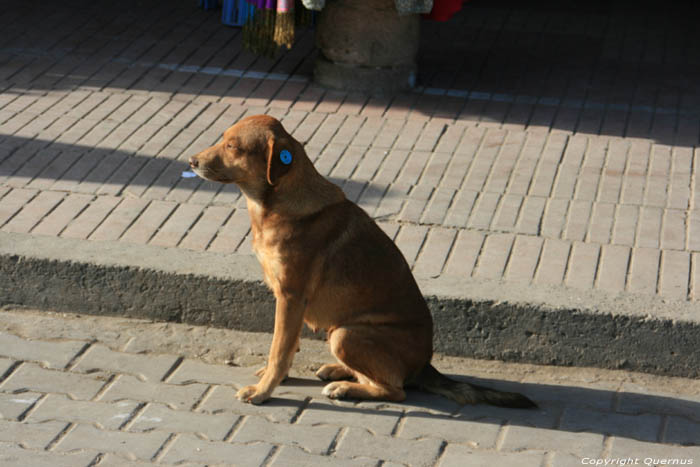 Chien Marqu Essaouira / Maroc 