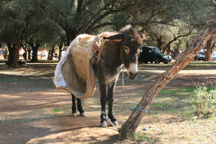 berber 4x4 (Mule) Ouzoud / Morocco 