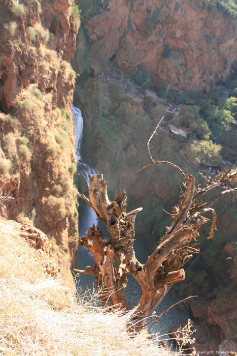 Dead Tree Ouzoud / Morocco 