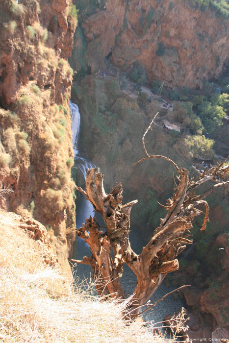 Arbre Mort Ouzoud / Maroc 