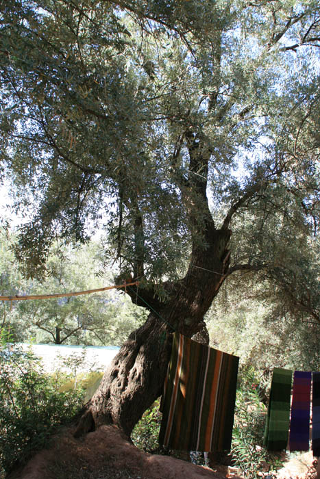 Olijfboom en gefossiliseerde wortels Ouzoud / Marokko 