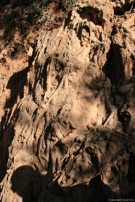 Olive Tree and Fossilised Roots Ouzoud / Morocco 