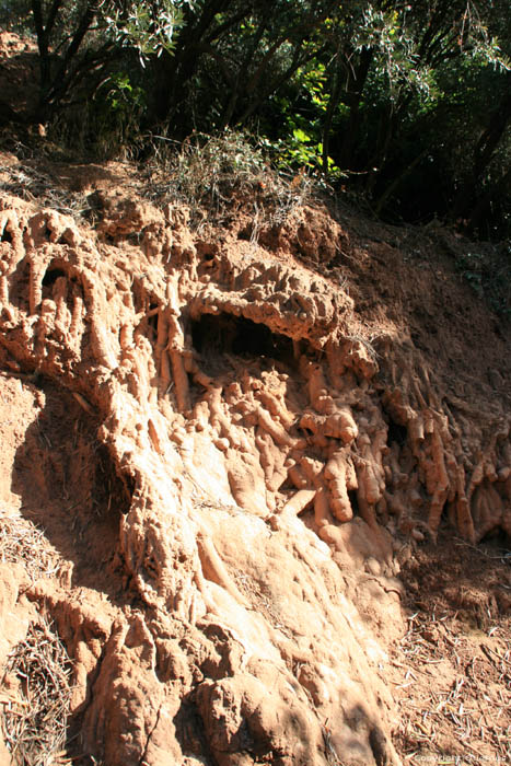 Olive Tree and Fossilised Roots Ouzoud / Morocco 