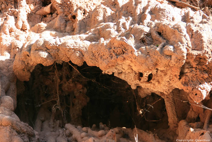 Olijfboom en gefossiliseerde wortels Ouzoud / Marokko 