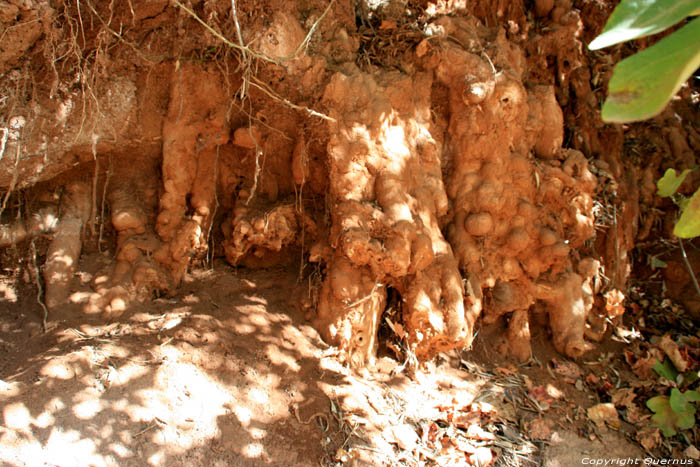Olijfboom en gefossiliseerde wortels Ouzoud / Marokko 