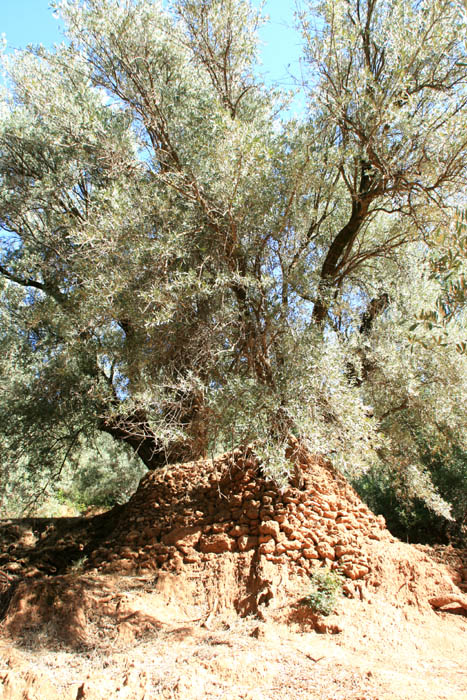 Olive Tree and Fossilised Roots Ouzoud / Morocco 