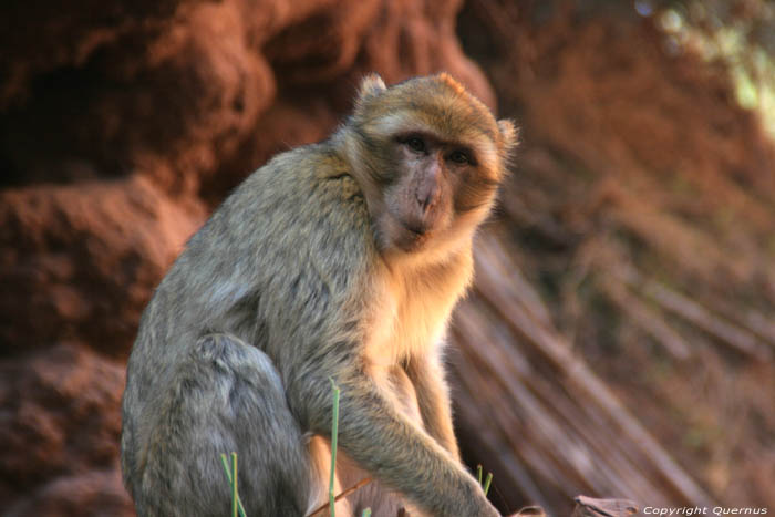 Singes Ouzoud / Maroc 