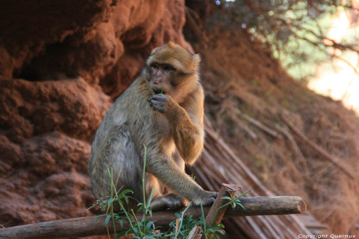 Monkeys Ouzoud / Morocco 