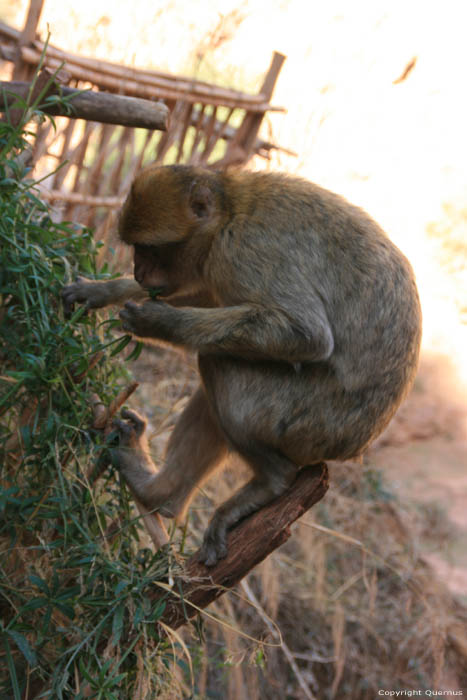 Monkeys Ouzoud / Morocco 