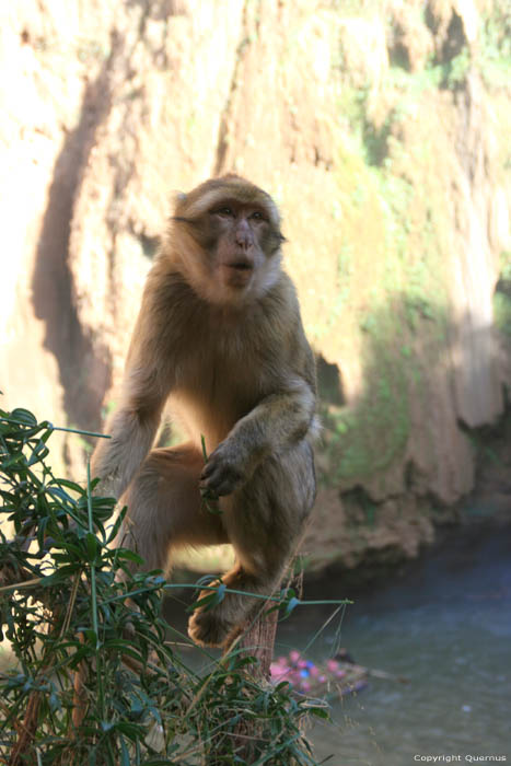 Monkeys Ouzoud / Morocco 