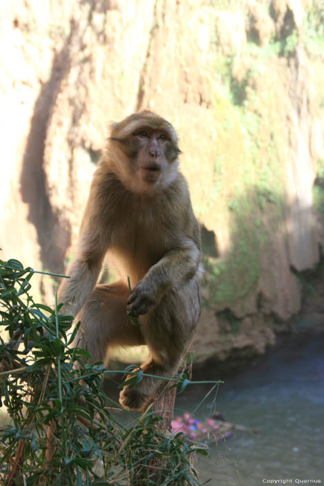 Singes Ouzoud / Maroc 